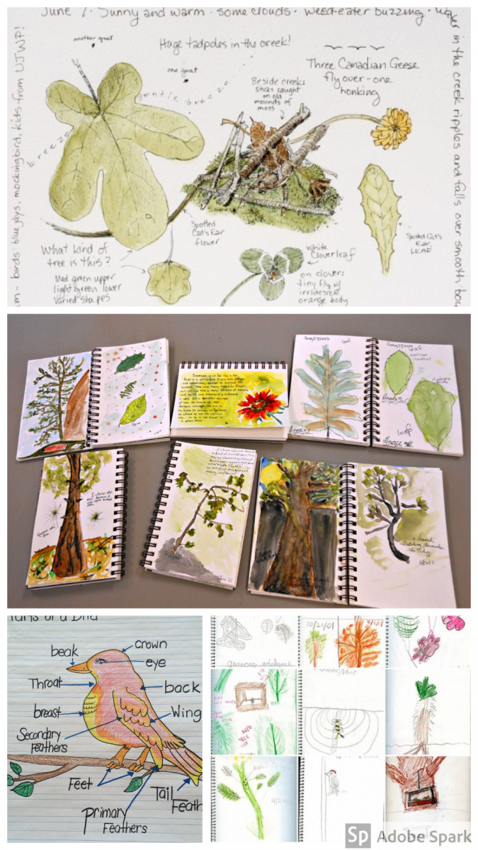 Nature Journaling with Kids Piedmont Environmental Alliance